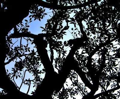 tree